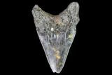 Juvenile Megalodon Tooth - Georgia #111606-1